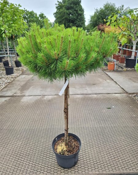 Pinus Densiflora 'Jane Kluis' - Japanse rode Den