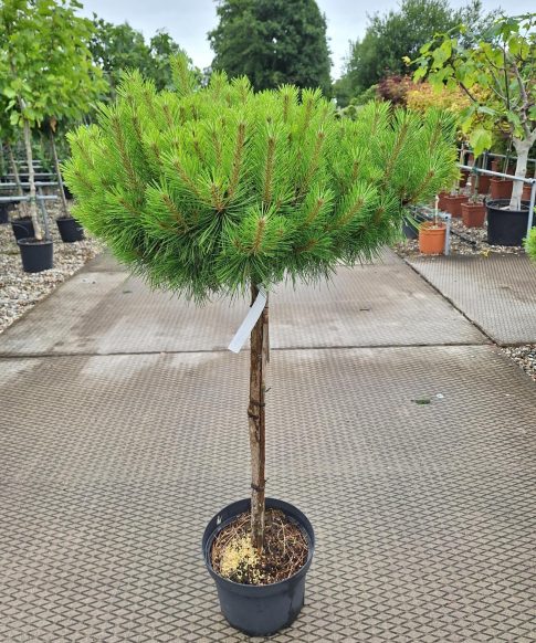 Pinus Densiflora 'Jane Kluis' - Japanse rode Den