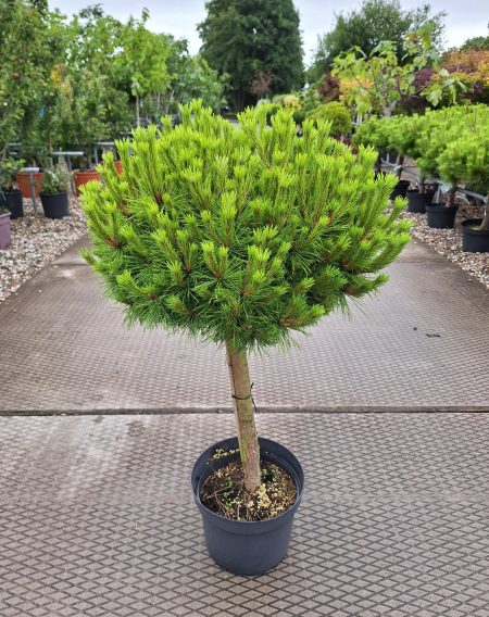 Pinus densiflora 'Low Glow' - Japanse rode Den