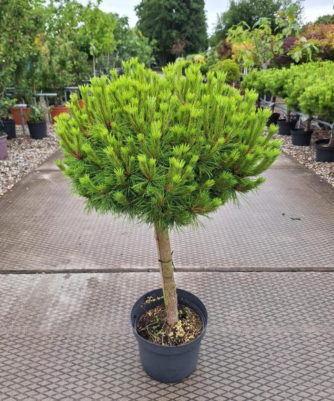 Pinus densiflora 'Low Glow' - Japanse rode Den