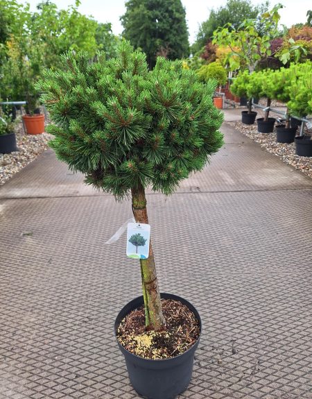 Pinus Mugo 'Mini Globus' op stam - Bergden