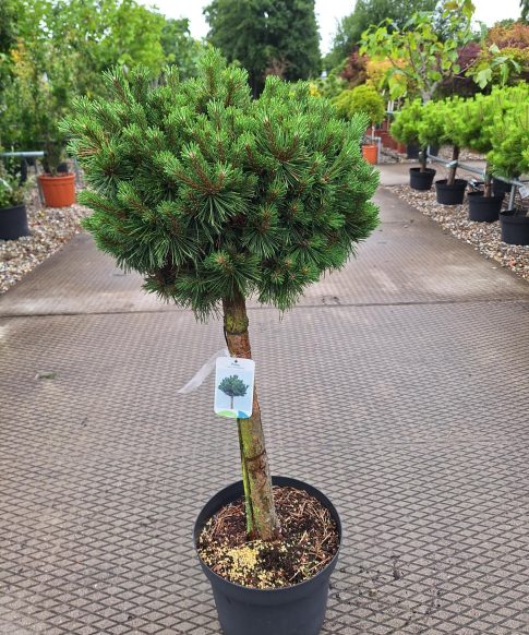 Pinus Mugo 'Mini Globus' op stam - Bergden