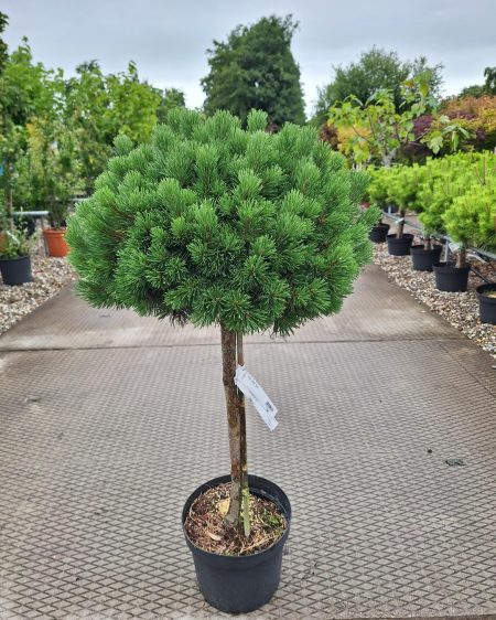Pinus Mugo 'Mops' - dwerg Bergden
