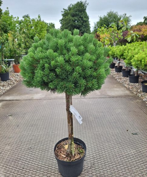 Pinus Mugo 'Mops' - dwerg Bergden
