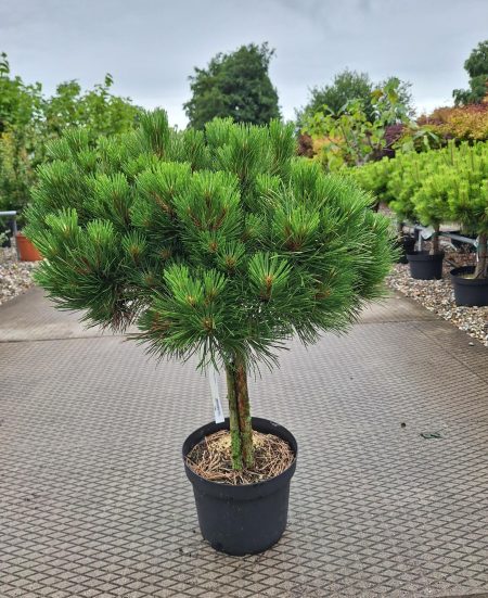 Pinus Nigra 'Hornibrookiana' - Zwarte Den
