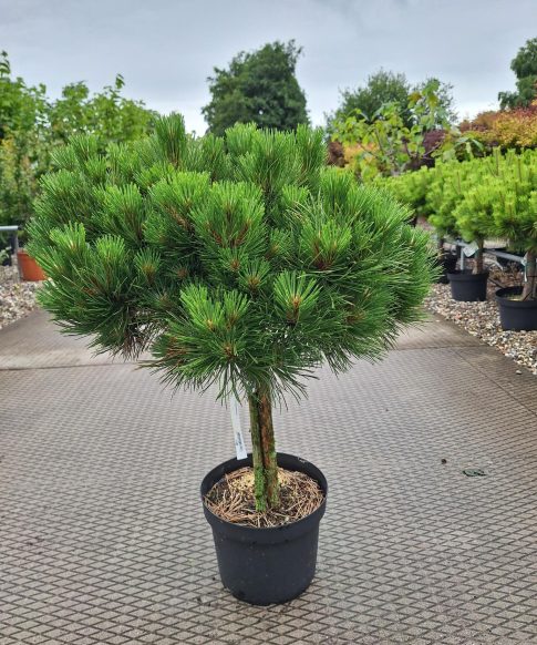 Pinus Nigra 'Hornibrookiana' - Zwarte Den