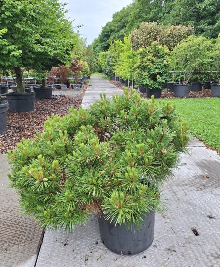 Pinus Nigra 'Pierrick Brégeon' / Brepo - zwarte Den