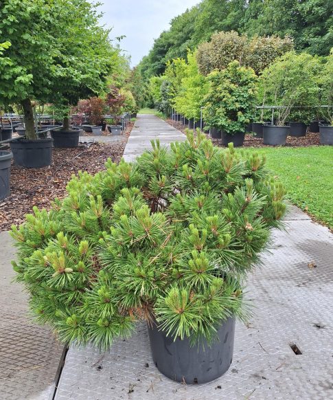 Pinus Nigra 'Pierrick Brégeon' / Brepo - zwarte Den