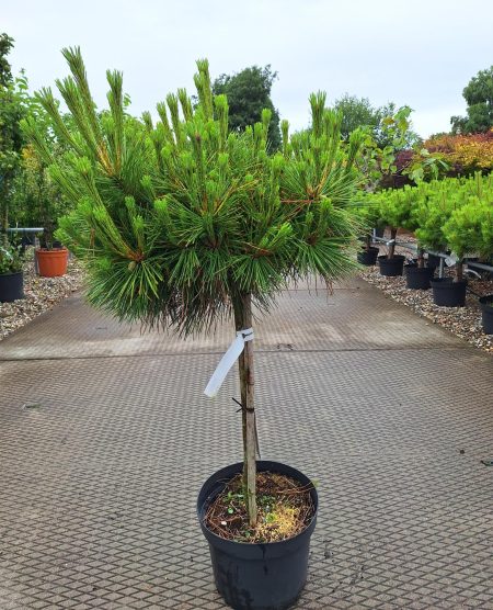Pinus resinosa 'Watnong' - Rode Den