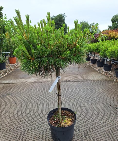 Pinus resinosa 'Watnong' - Rode Den