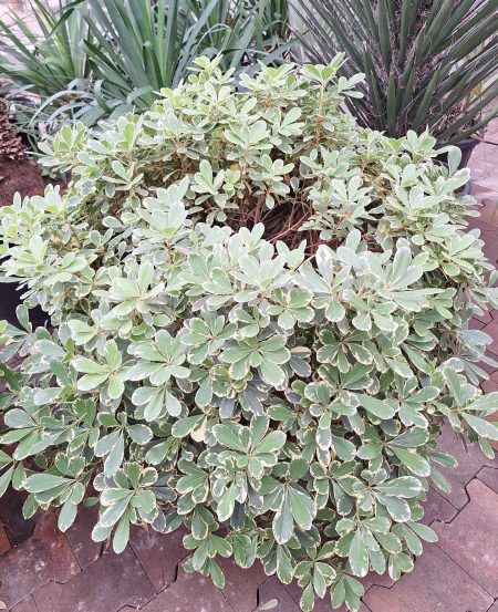 Pittosporum tobira Nanum 'Neige de mont ventoux' - Australische Laurier - Afbeelding 2