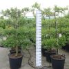 Prunus Nucipersica 'Snow Queen' - Leiboom Nectarine