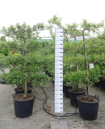Prunus Nucipersica 'Snow Queen' - Leiboom Nectarine