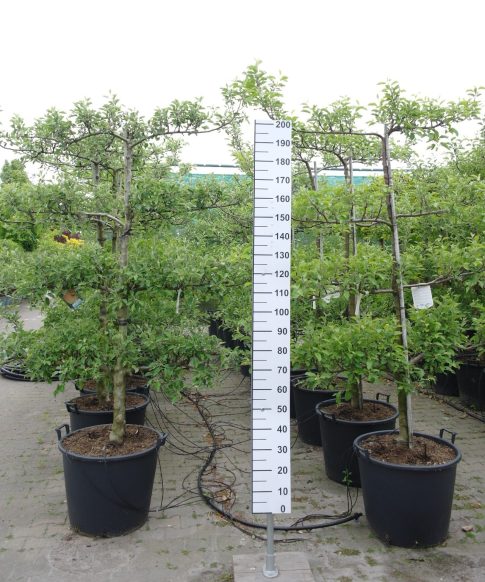 Prunus Nucipersica 'Snow Queen' - Leiboom Nectarine
