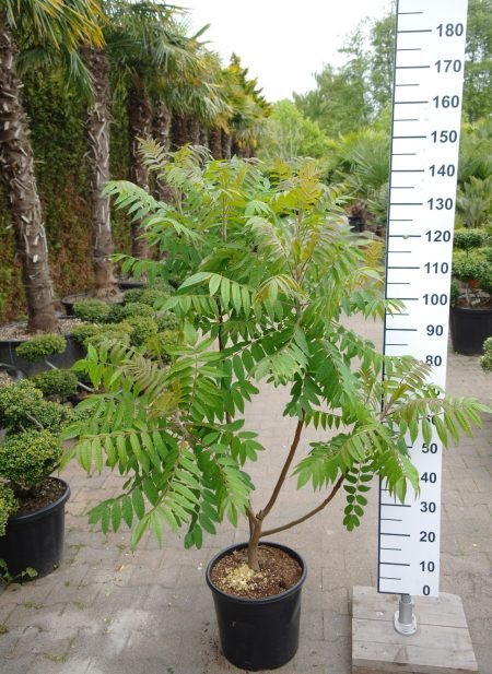 Rhus Typhina - Fluweelboom