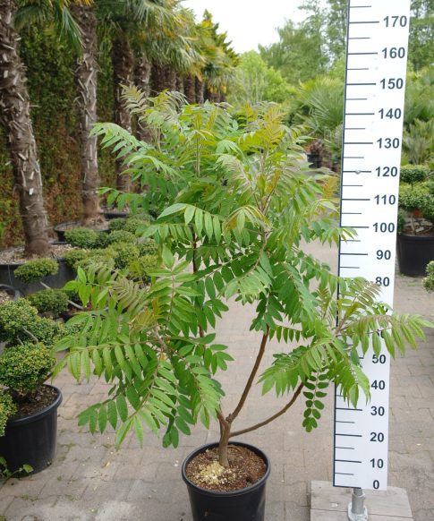 Rhus Typhina - Fluweelboom