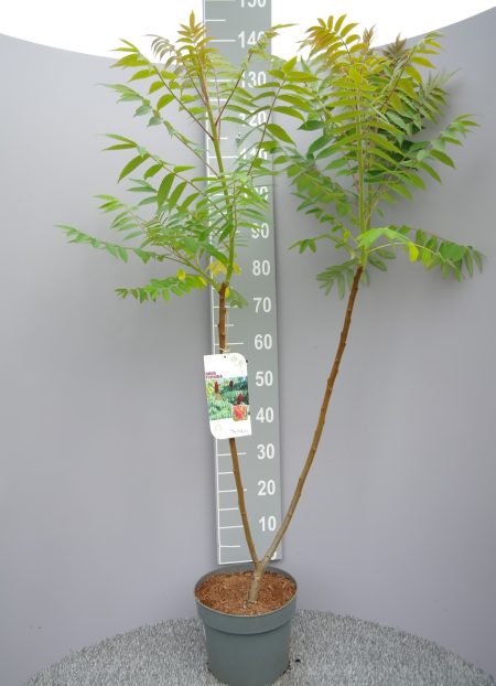Rhus Typhina - Fluweelboom