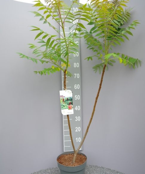 Rhus Typhina - Fluweelboom