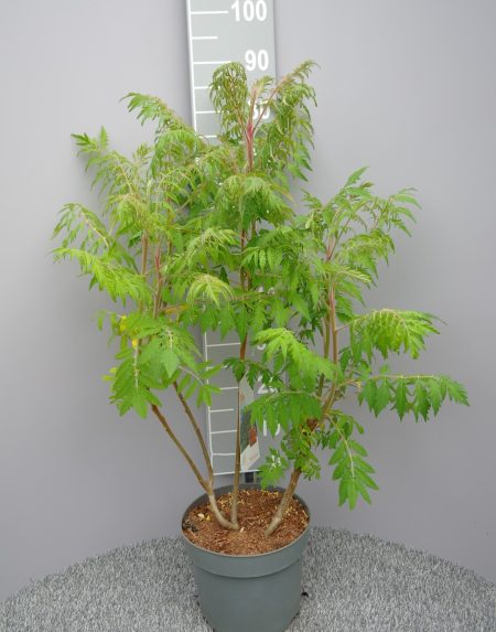 Rhus Typhina 'Dissecta' - Fluweelboom