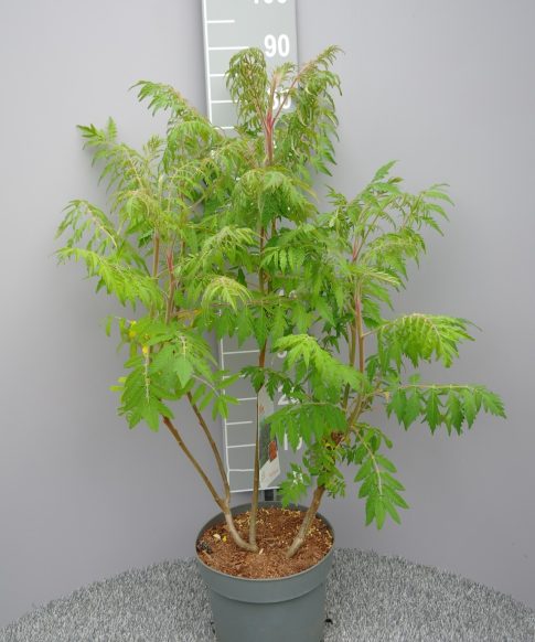 Rhus Typhina 'Dissecta' - Fluweelboom