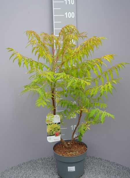Rhus Typhina 'Tiger Eyes' - Fluweelboom