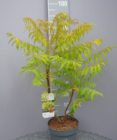 Rhus Typhina 'Tiger Eyes' - Fluweelboom
