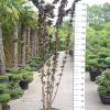 Sambucus Nigra 'Black Tower' - Gewone Vlier