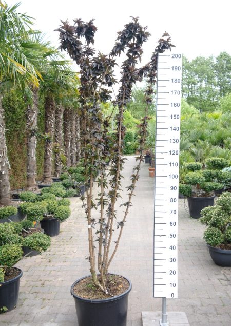 Sambucus Nigra 'Black Tower' - Gewone Vlier