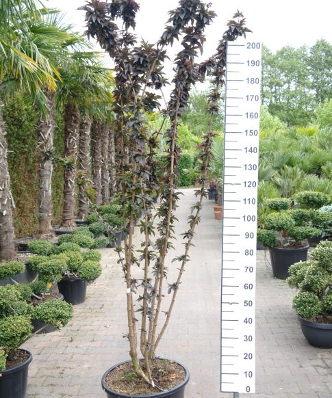 Sambucus Nigra 'Black Tower' - Gewone Vlier