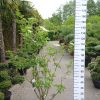 Sambucus Nigra  - Gewone Vlier