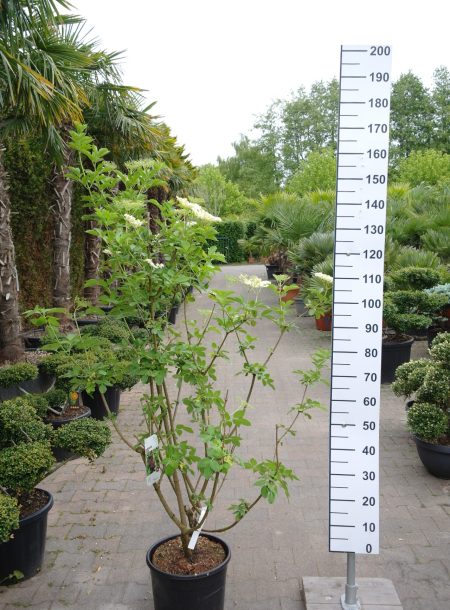 Sambucus Nigra  - Gewone Vlier