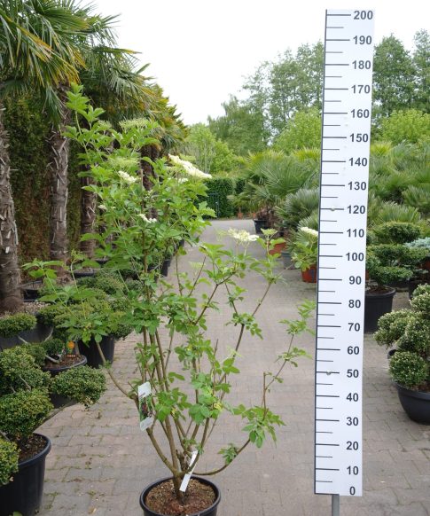 Sambucus Nigra  - Gewone Vlier
