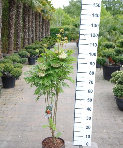 Sorbus aucuparia 'Autumn Spire' - Zuil Lijsterbes