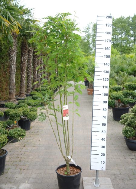 Sorbus aucuparia 'Autumn Spire' - Zuil Lijsterbes