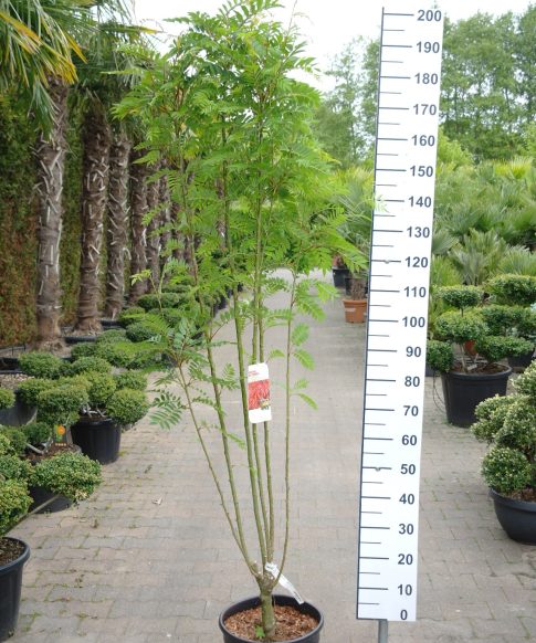 Sorbus aucuparia 'Autumn Spire' - Zuil Lijsterbes