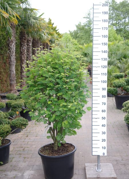Sorbus aucuparia 'Dörings Findling' - Lijsterbes