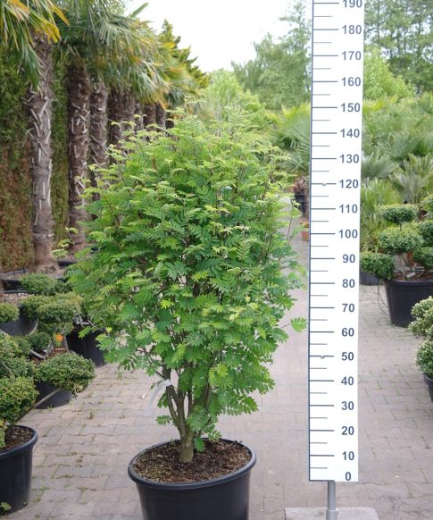 Sorbus aucuparia 'Dörings Findling' - Lijsterbes