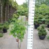 Sorbus aucuparia 'Edulis' -  Lijsterbes
