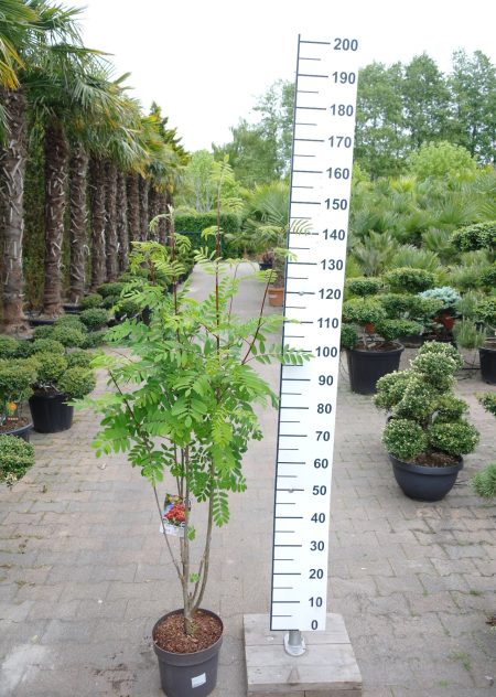 Sorbus aucuparia 'Edulis' -  Lijsterbes