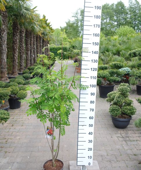 Sorbus aucuparia 'Edulis' -  Lijsterbes