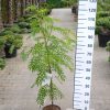 Sorbus aucuparia 'Ulong' - Wilde Lijsterbes