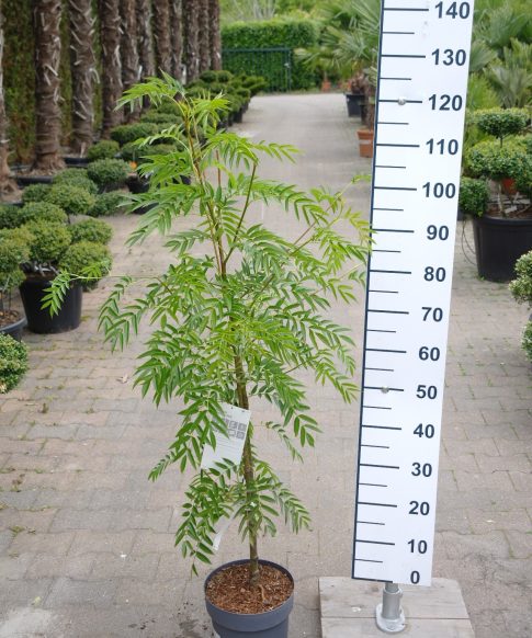 Sorbus aucuparia 'Ulong' - Wilde Lijsterbes