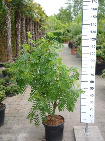 Sorbus aucuparia 'Ulong' - Wilde Lijsterbes