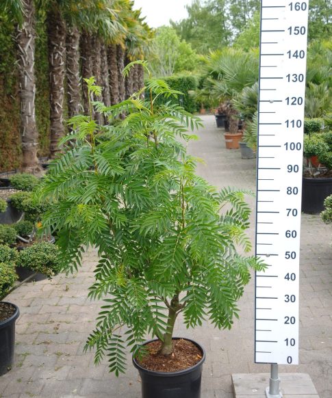 Sorbus aucuparia 'Ulong' - Wilde Lijsterbes