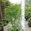 Sorbus aucuparia 'Ulong' - Wilde Lijsterbes