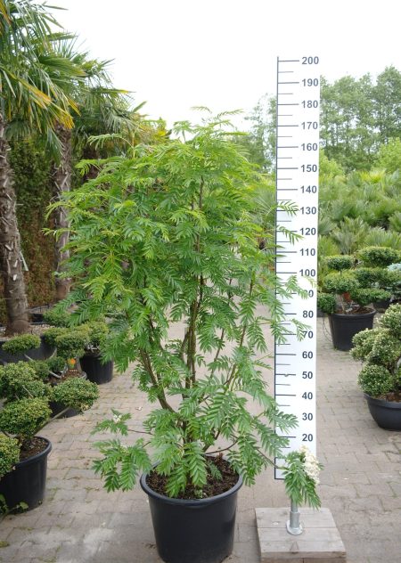 Sorbus aucuparia 'Ulong' - Wilde Lijsterbes
