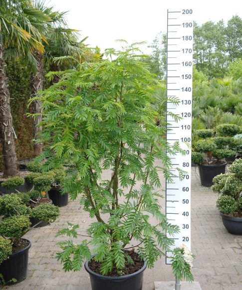 Sorbus aucuparia 'Ulong' - Wilde Lijsterbes
