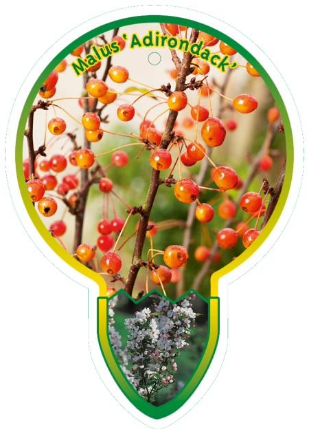 Malus 'Adirondack' stam 80 cm