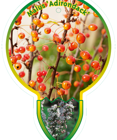 Malus 'Adirondack'