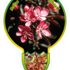 Malus 'Coralcole' - Sierappel